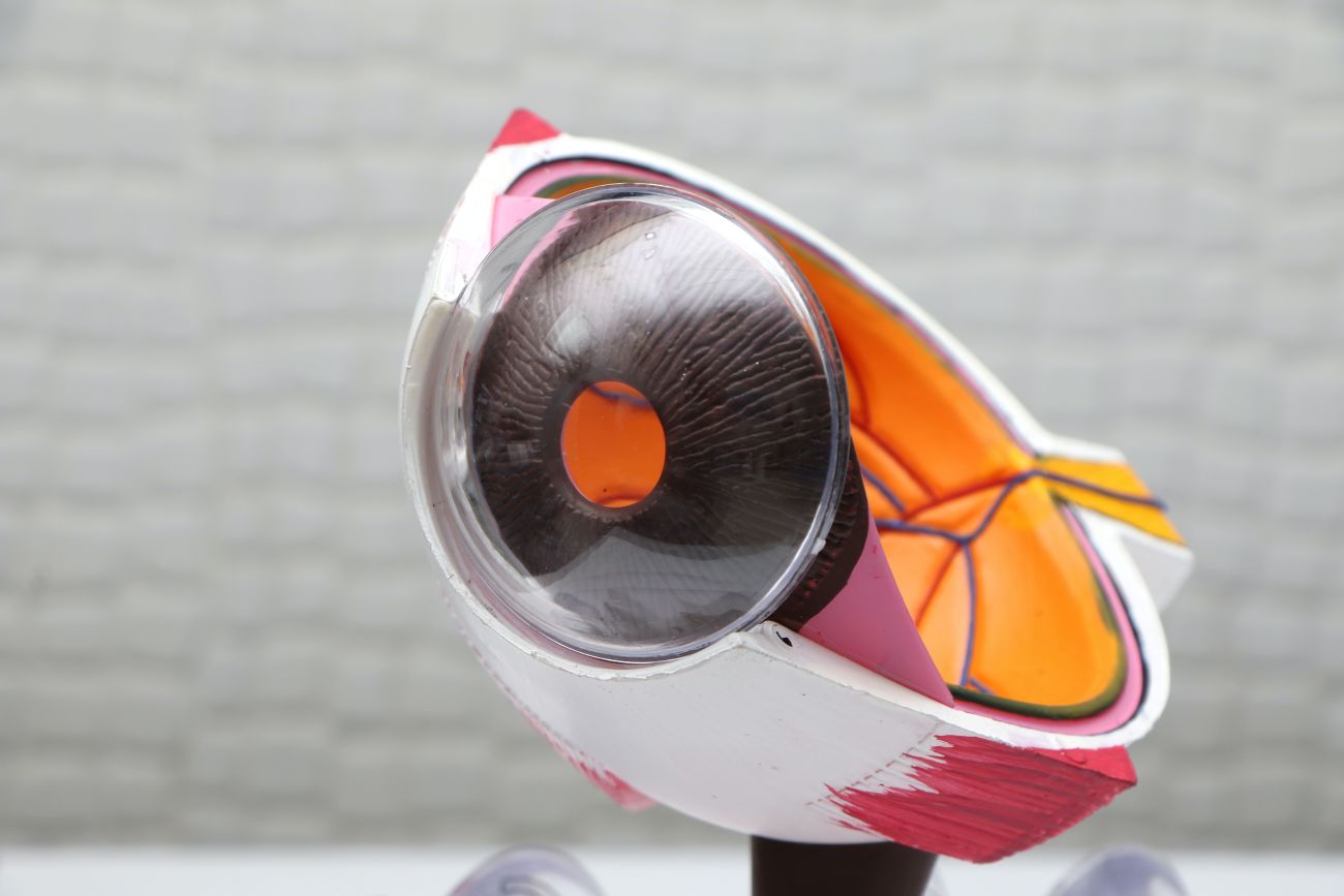 Ομοίωμα οφθαλμού σε τομή